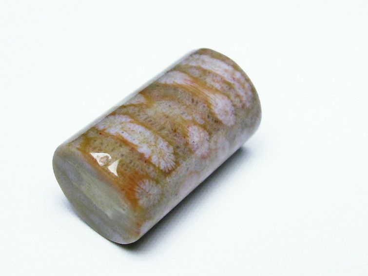 フォッシルコーラル 円柱形 タンブル（穴なし） 化石珊瑚[T155-2187] 3枚目