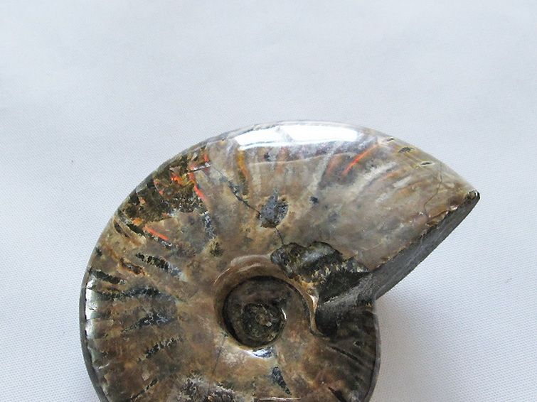 虹入りアンモナイト化石[T485-3007]