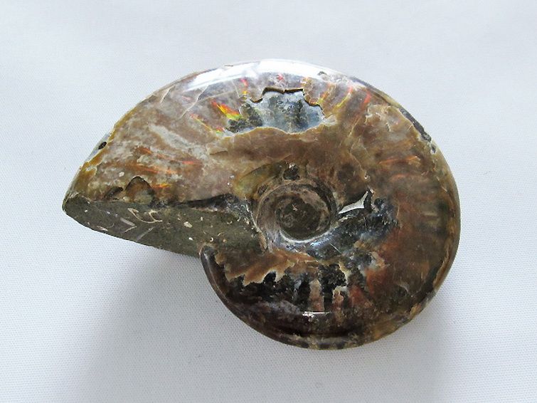 虹入りアンモナイト化石[T485-3021] 1枚目