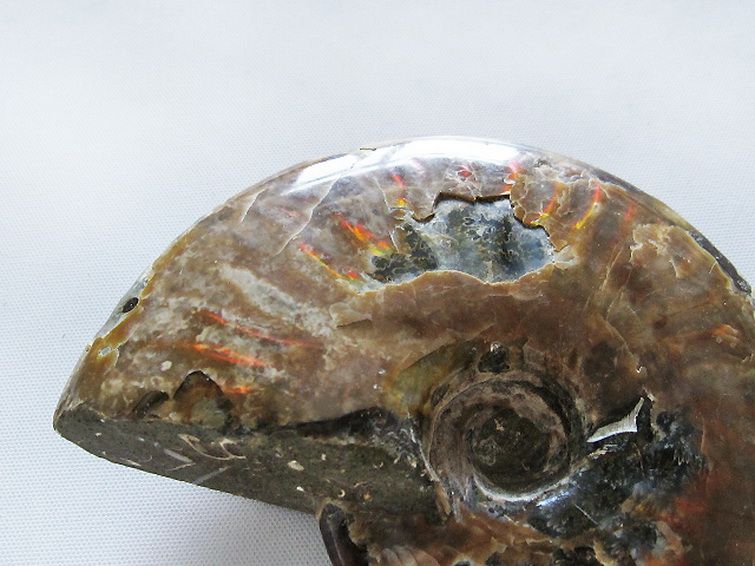 虹入りアンモナイト化石[T485-3021] 2枚目