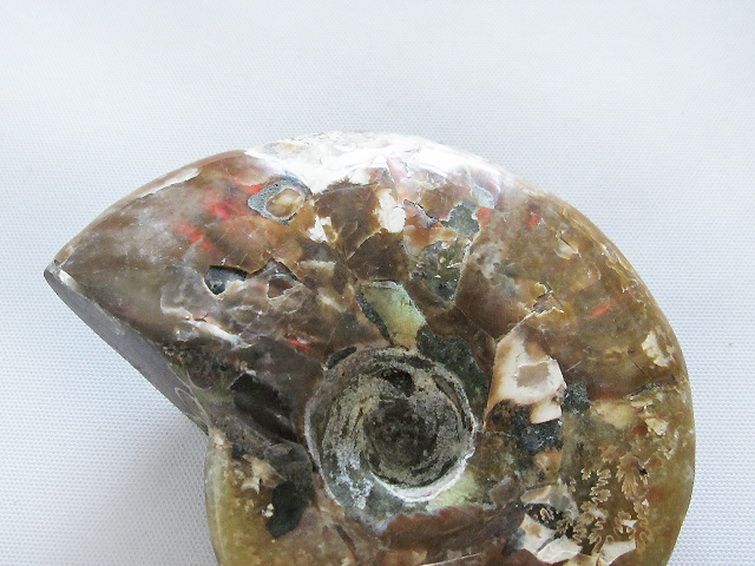 虹入りアンモナイト化石[T485-3025] 3枚目