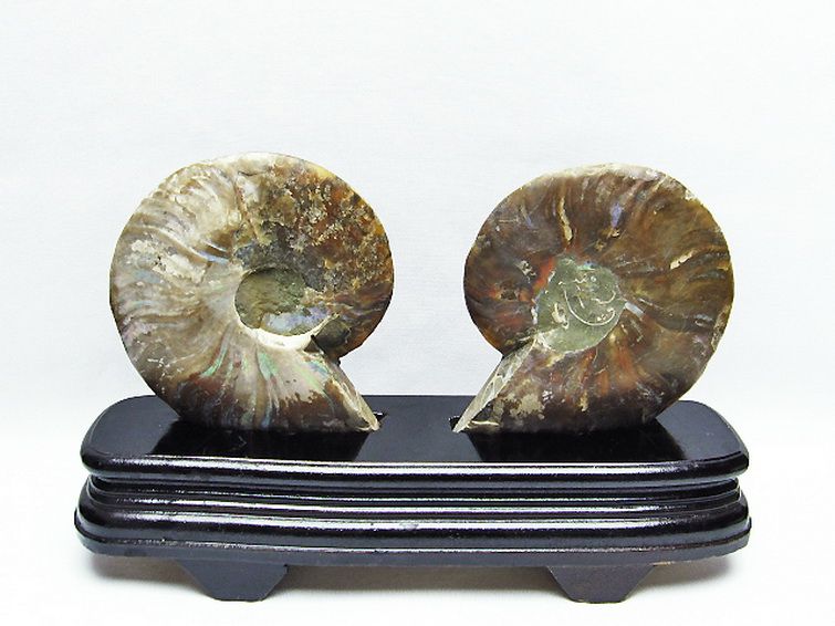アンモナイト化石[T570-4661]
