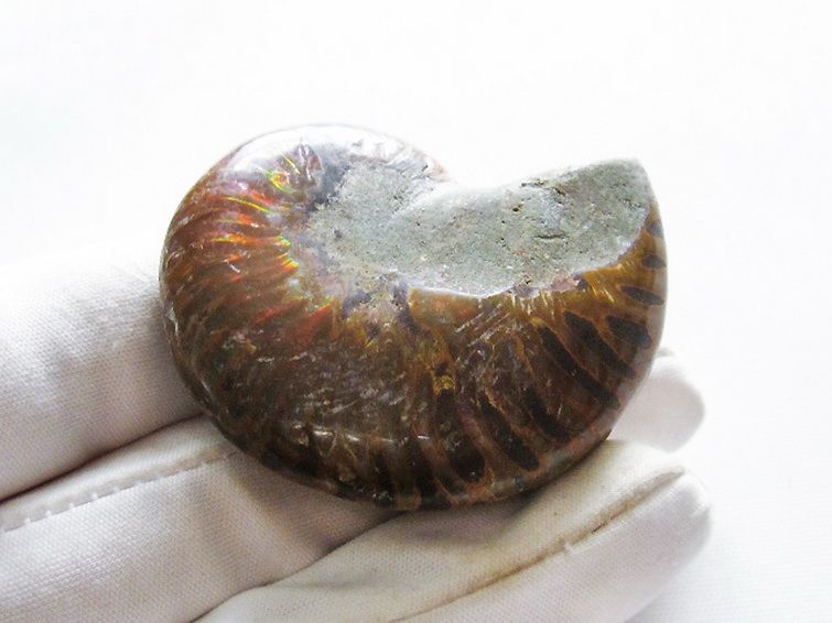 虹入りアンモナイト化石[T570-4762] 2枚目