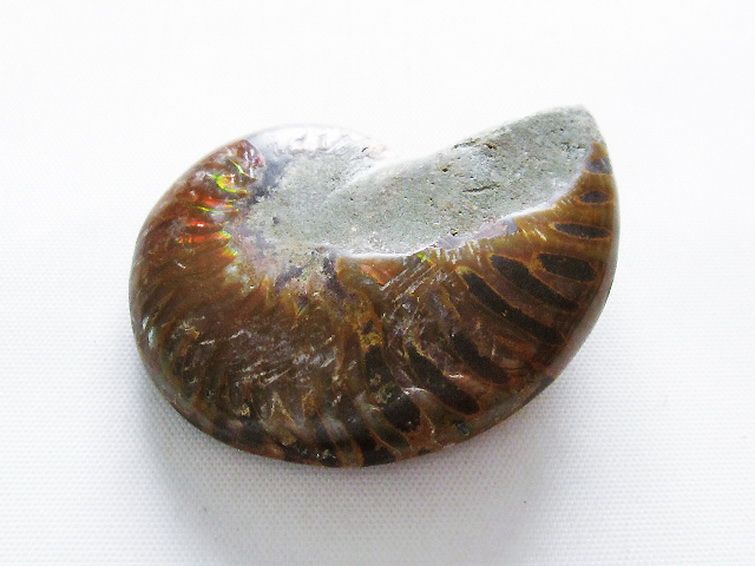 虹入りアンモナイト化石[T570-4762] 3枚目