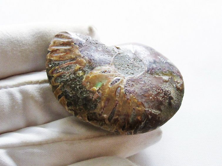 虹入りアンモナイト化石[T570-4793] 2枚目