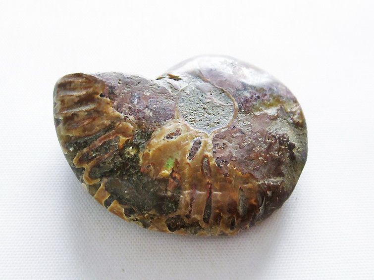 虹入りアンモナイト化石[T570-4793] 3枚目
