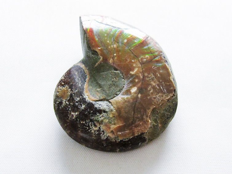 虹入りアンモナイト化石[T570-4803] 1枚目