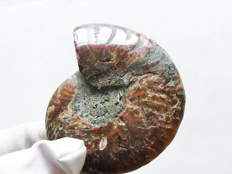 虹入りアンモナイト化石[T570-4866] 1枚目