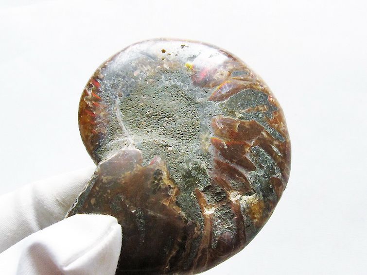 虹入りアンモナイト化石[T570-4866] 2枚目