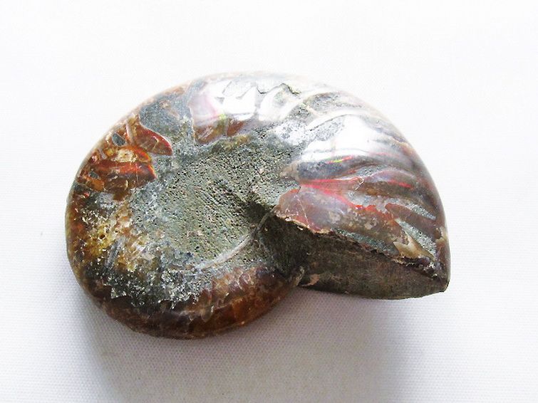 虹入りアンモナイト化石[T570-4866] 3枚目