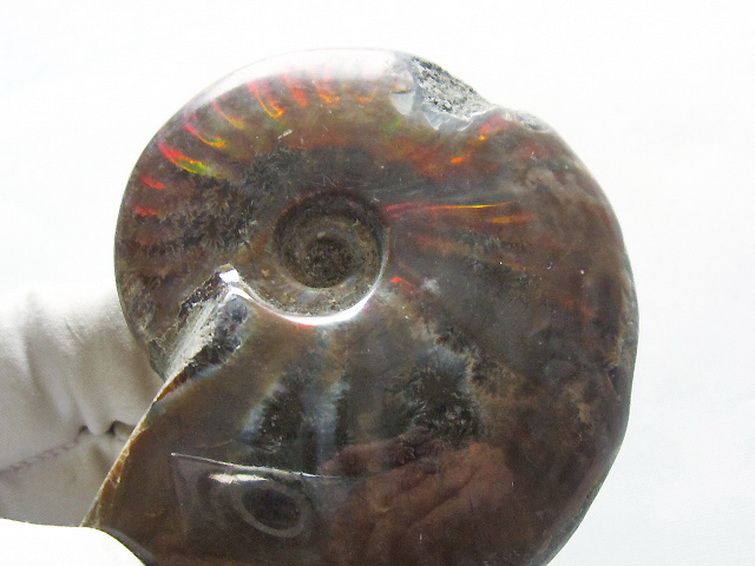 虹入りアンモナイト化石[T570-4895] 2枚目
