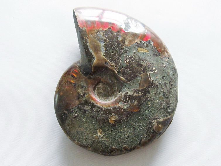 虹入りアンモナイト化石[T570-4895] 3枚目