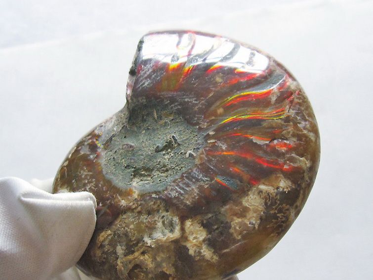 虹入りアンモナイト化石[T570-4905] 1枚目