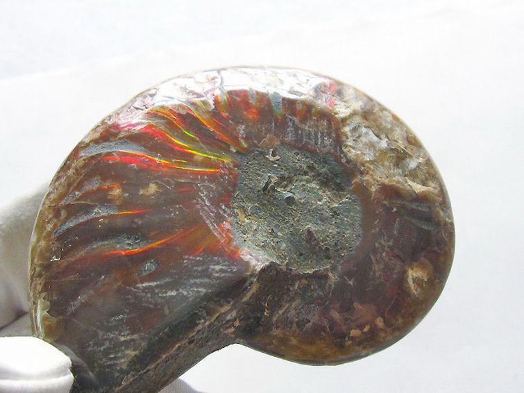 虹入りアンモナイト化石[T570-4905] 2枚目