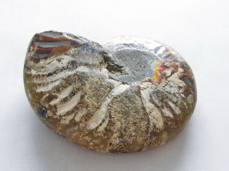 虹入りアンモナイト化石[T570-4905] 3枚目