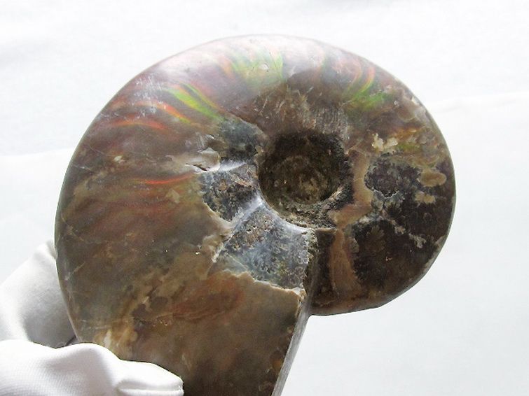 虹入りアンモナイト化石[T570-4915] 1枚目