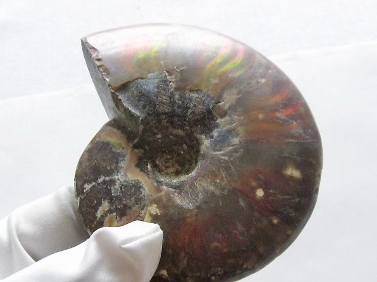 虹入りアンモナイト化石[T570-4915] 2枚目