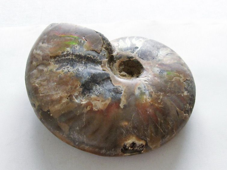 虹入りアンモナイト化石[T570-4915] 3枚目