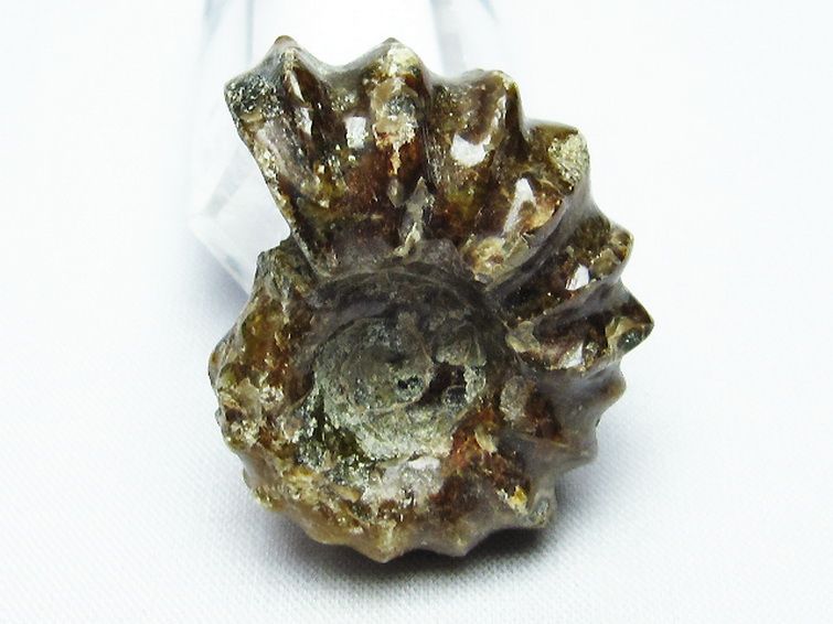 ドゥビレイセラス 化石[T723-1454] 1枚目