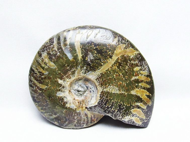 アンモナイト化石[T723-1585] 2枚目
