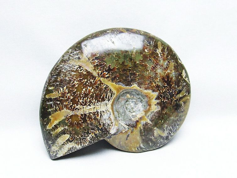 アンモナイト化石[T723-1585] 3枚目