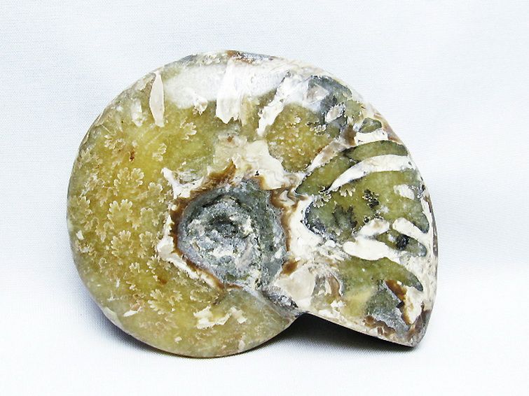 アンモナイト化石[T723-1642] 2枚目