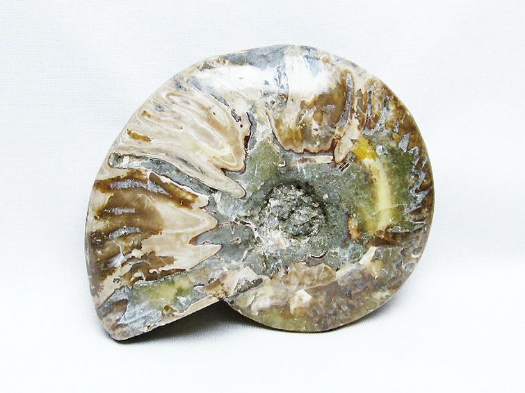 アンモナイト化石[T723-1642] 3枚目