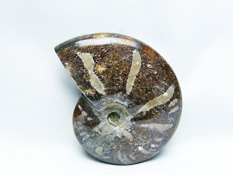 アンモナイト化石[T723-1662] 1枚目