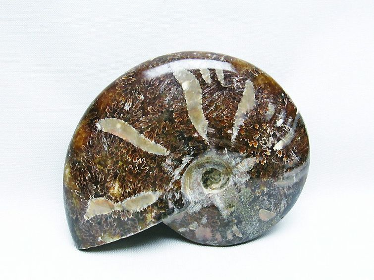 アンモナイト化石[T723-1662] 2枚目