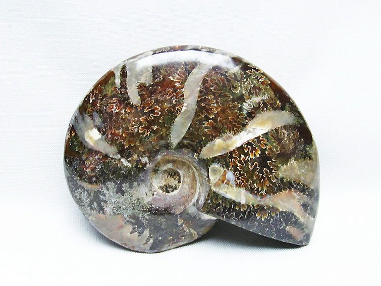 アンモナイト化石[T723-1662] 3枚目