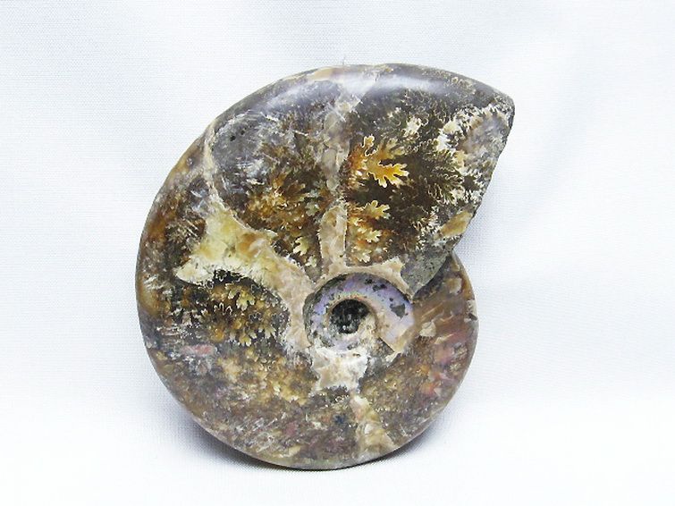 アンモナイト化石[T723-1670] 1枚目