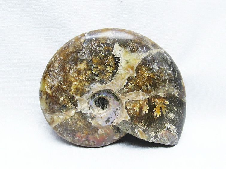 アンモナイト化石[T723-1670] 2枚目
