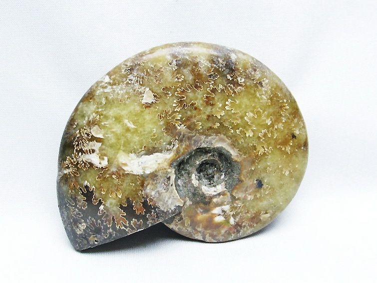 アンモナイト化石[T723-1670] 3枚目