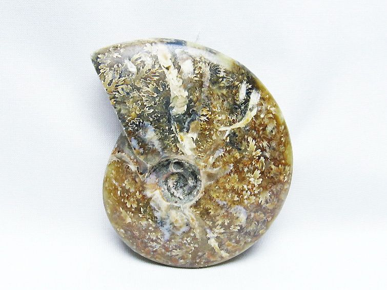 アンモナイト化石[T723-1711] 1枚目