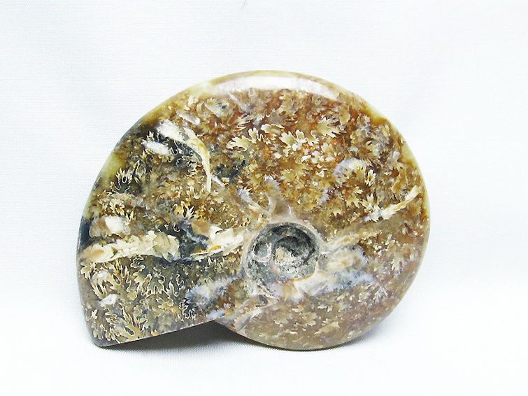 アンモナイト化石[T723-1711] 2枚目
