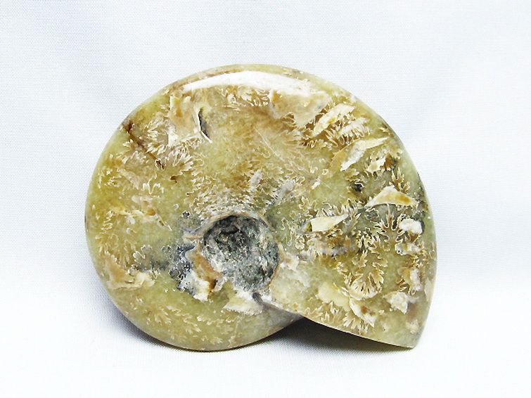 アンモナイト化石[T723-1711] 3枚目