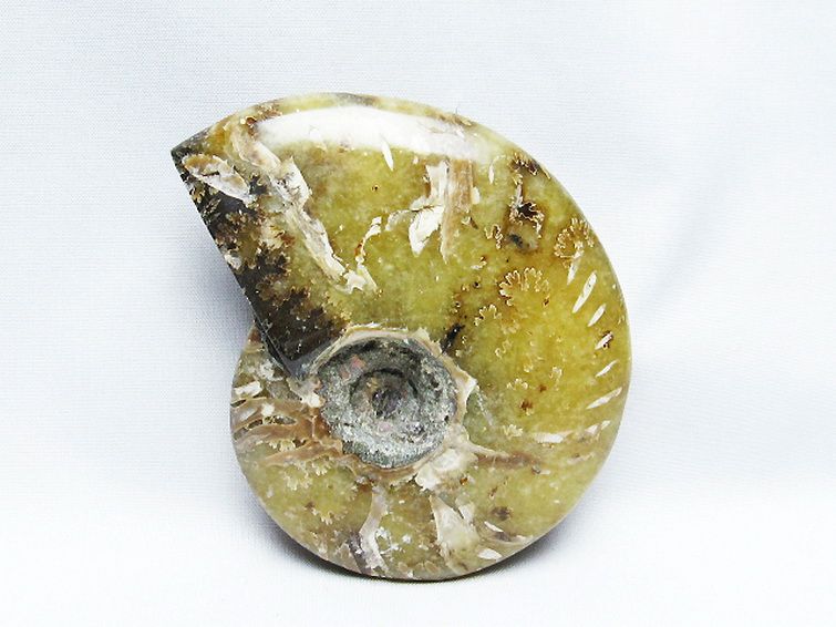 アンモナイト化石[T723-1718] 1枚目