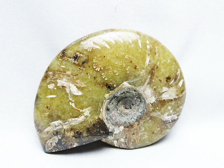 アンモナイト化石[T723-1718] 2枚目