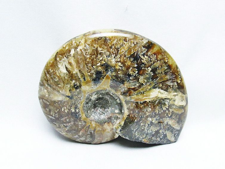アンモナイト化石[T723-1718] 3枚目